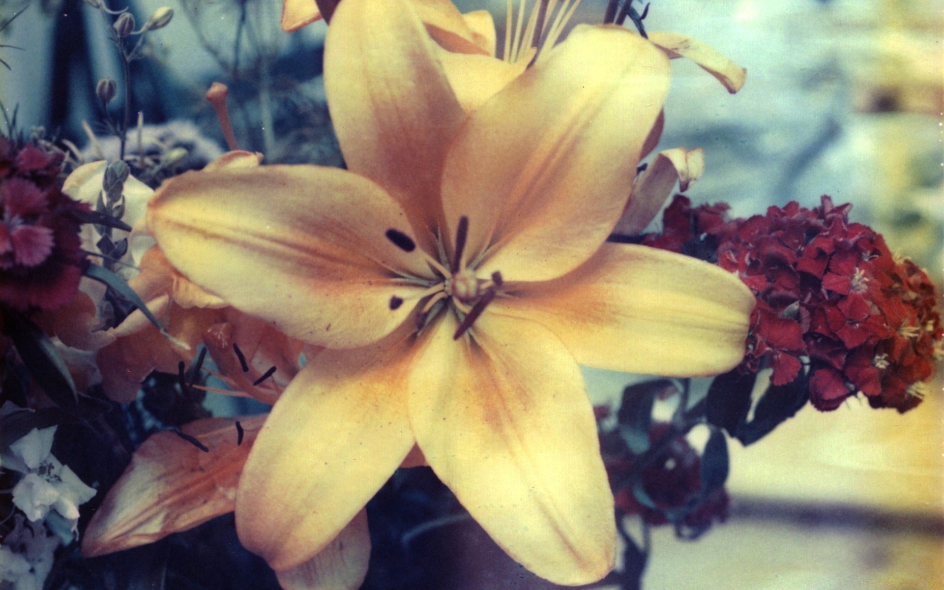 vintage çiçek doğa flora renk bahçe lily parlak yaprak yaz petal güzel çiçek