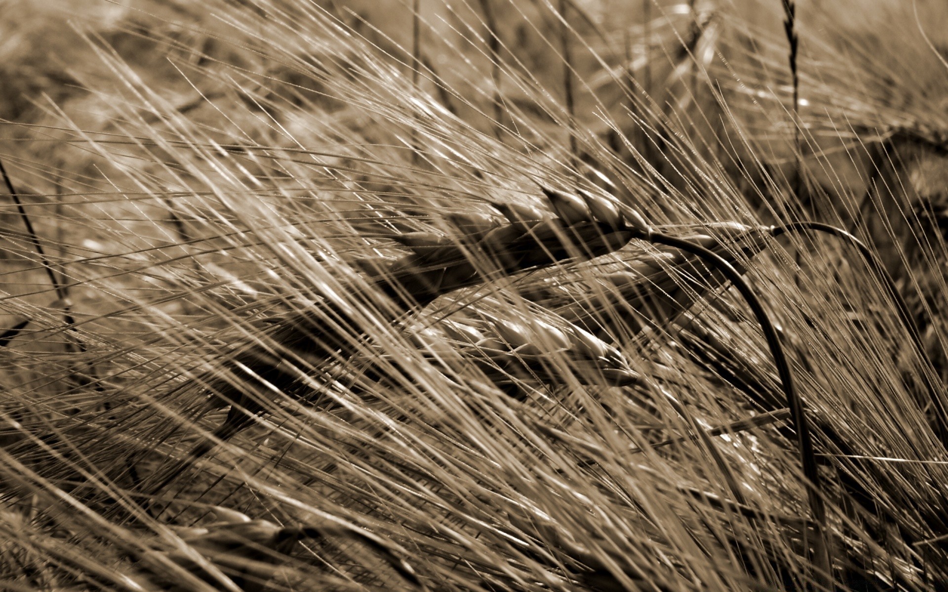 vintage wheat cereal straw crop pasture gold rural grass nature field hay corn monochrome agriculture farm rye bread dry flora