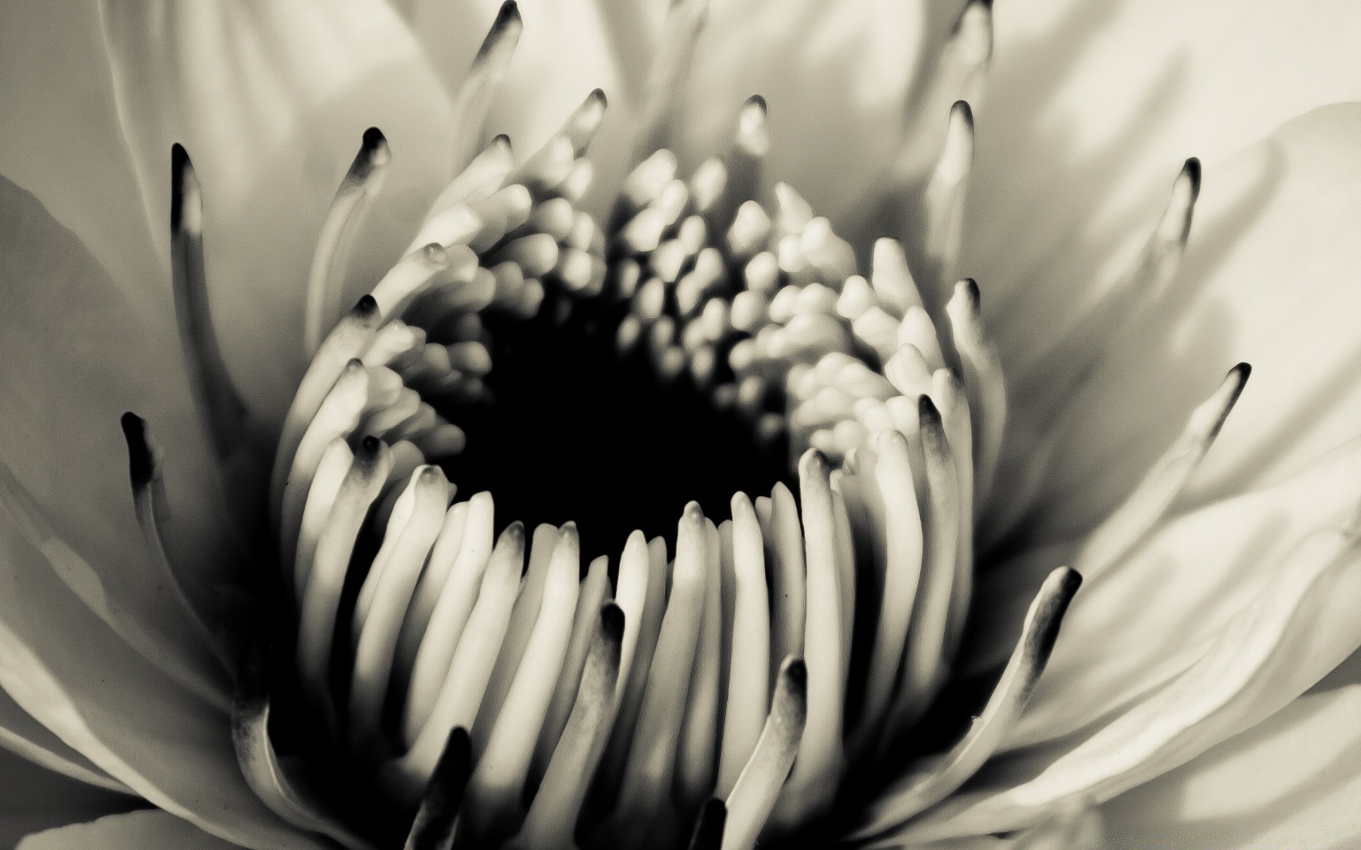 vintage flower monochrome nature flora black and white garden leaf petal love dof blooming beautiful floral wedding contrast summer