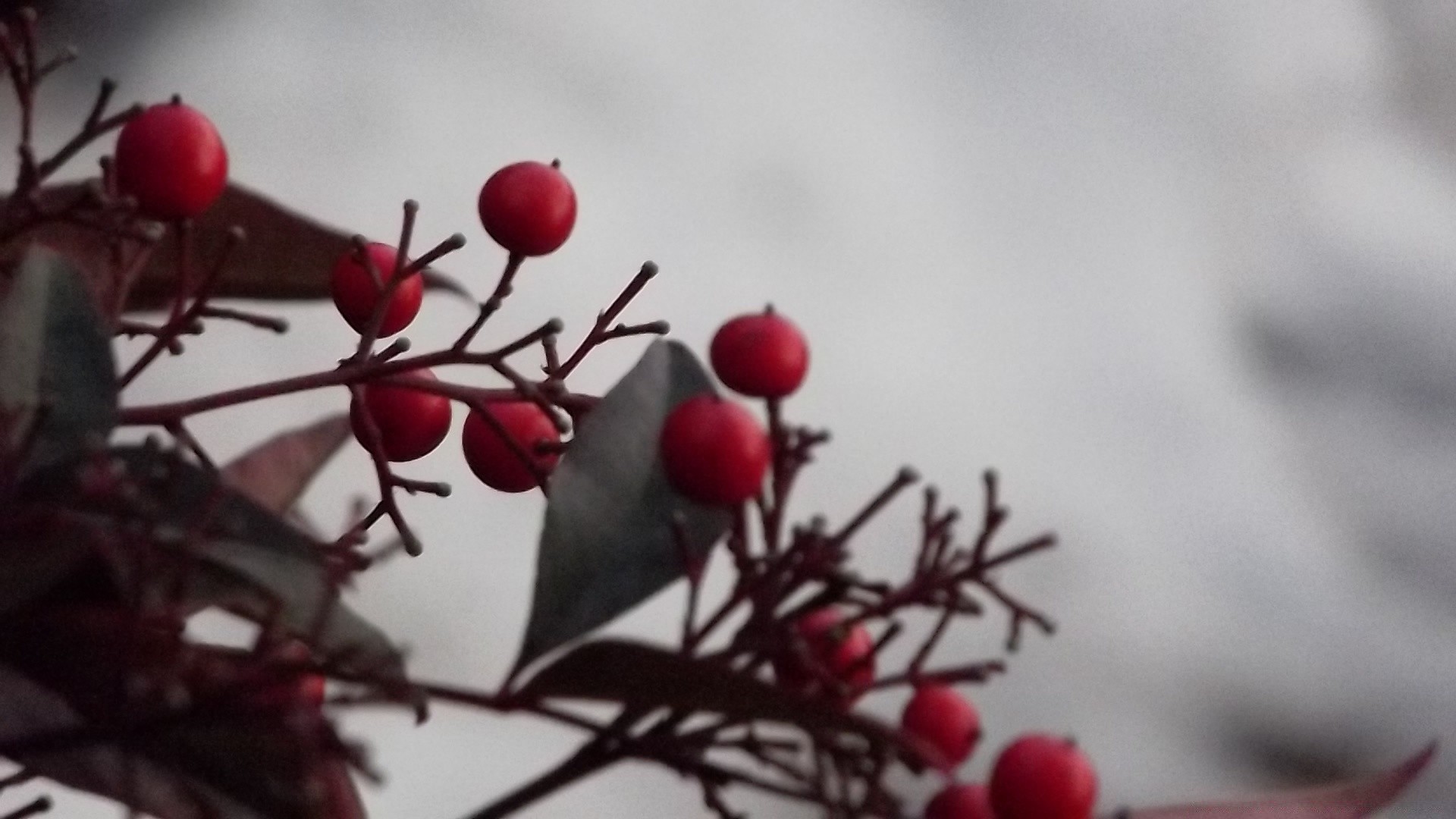 vintage inverno sfocatura albero ramo bacca frutta natura natale all aperto natura morta rosa foglia fiore