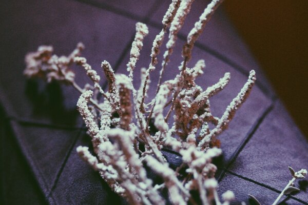 Dry plantain twigs in white