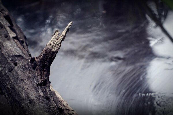 A tree branch on the background of a blurred waterfall