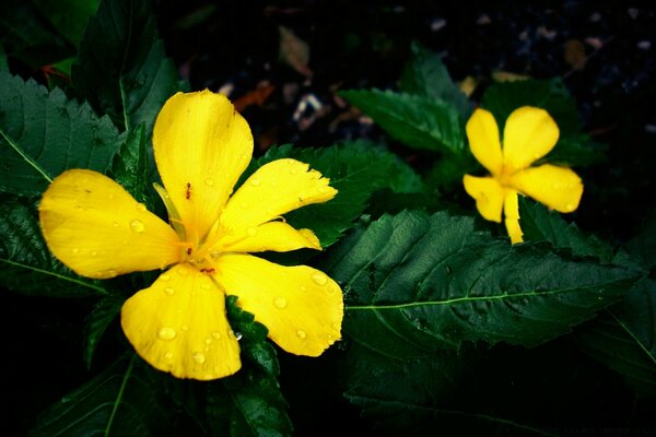 Yellow flowers on green leaves