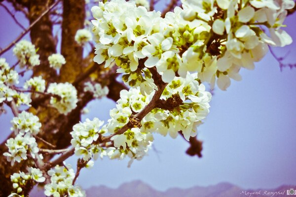 Ein Baum, der mit weißen Blüten blüht