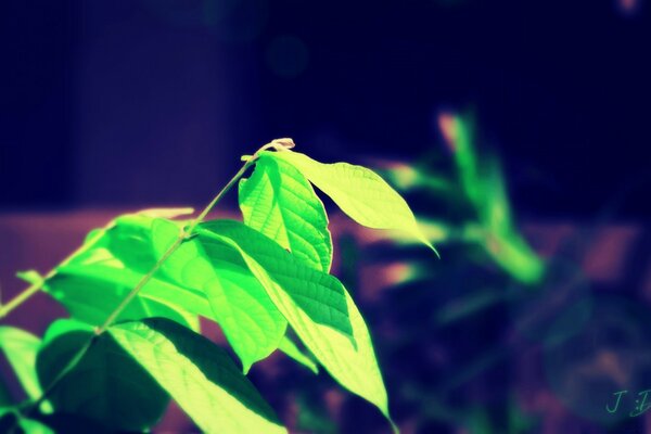 Green leaves on a purple background