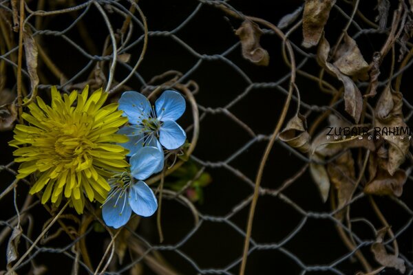 Flowers on the iron fence net