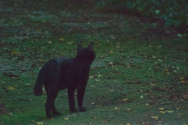 Nur eine schwarze Katze hat Pech