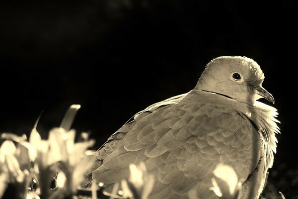 Pigeon blanc sur fond noir