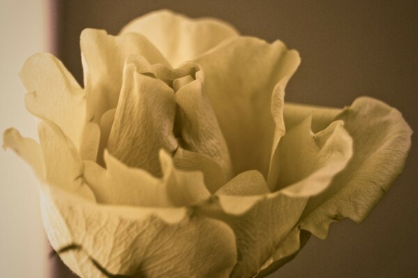 Rose with delicate light petals