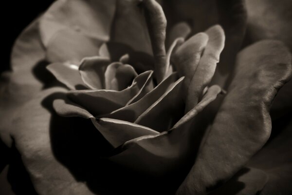 Fleur noire et blanche épanouie