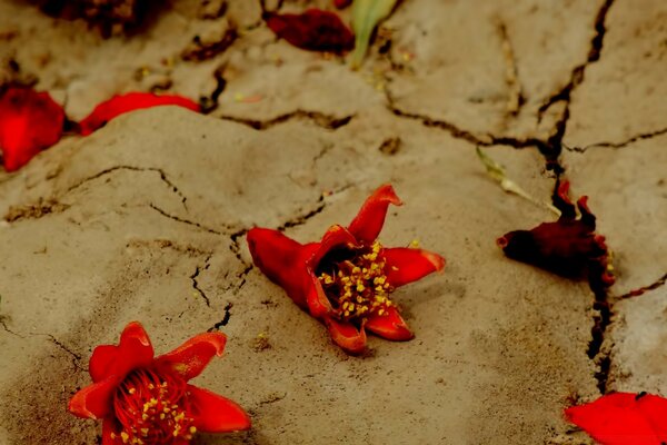 Blumen liegen am Sandstrand