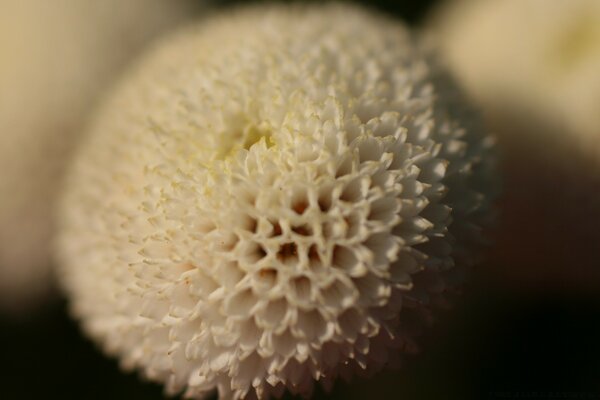 Foto einer Blume mit einem Kurpflan