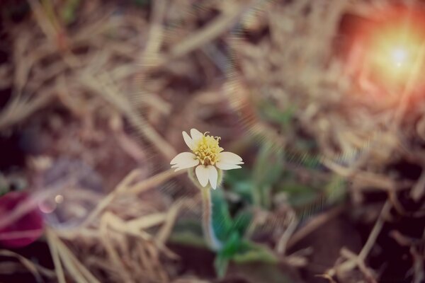 A small flower in the photo