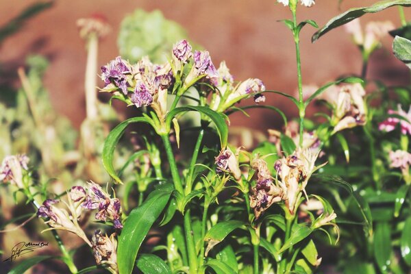 Plantes fraîches à vos pieds