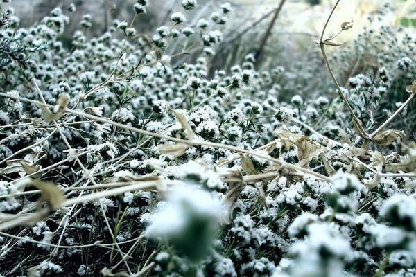 Winter nature snow on the grass