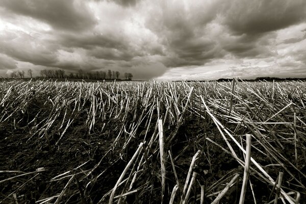 Vintage photography of the steppe landscape