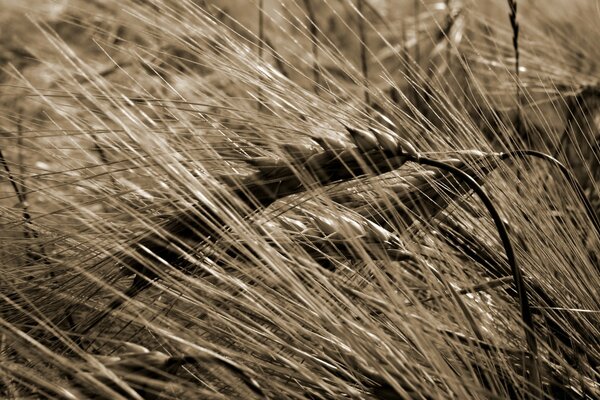 Black and white photo of mature wheat