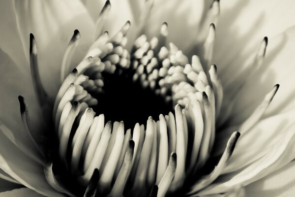 Vintage photo of an open flower bud