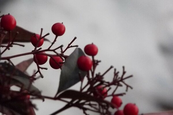 Invierno frío la baya es roja