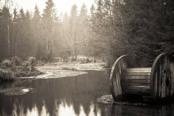 A swamp in the forest. Vintage photo