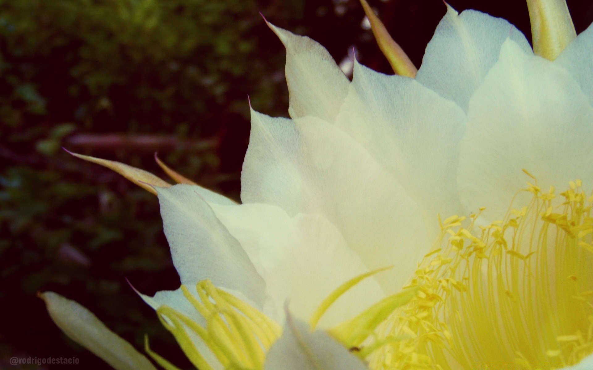 vintage çiçek doğa flora bahçe yaprak güzel yaz çiçek açan parlak petal renk egzotik çiçek masaüstü açık havada yakın çekim tropikal