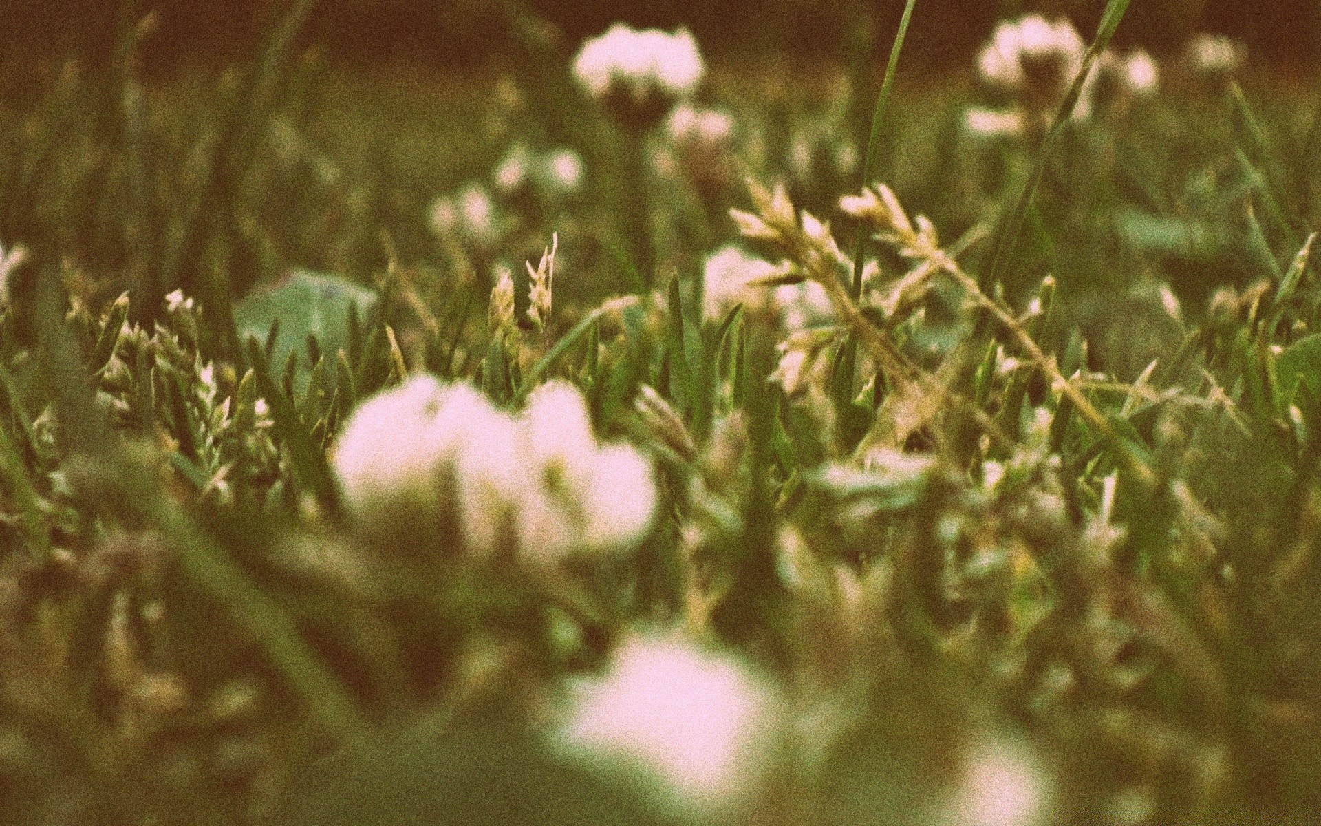 vintage flower nature field grass summer flora hayfield sun outdoors blur fair weather garden close-up color grassland season growth leaf landscape