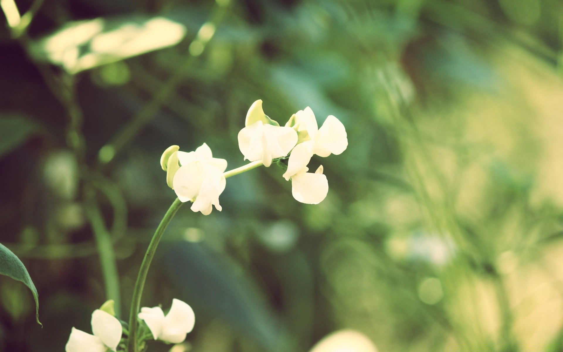 vintage nature flower flora leaf summer garden growth bright blooming fair weather floral color outdoors close-up field grass petal season