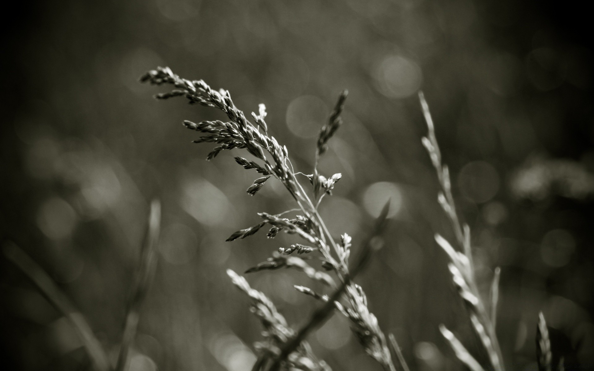 vintage monochrome nature feuille dof flore aube croissance fleur soleil flou à l extérieur herbe hiver automne été