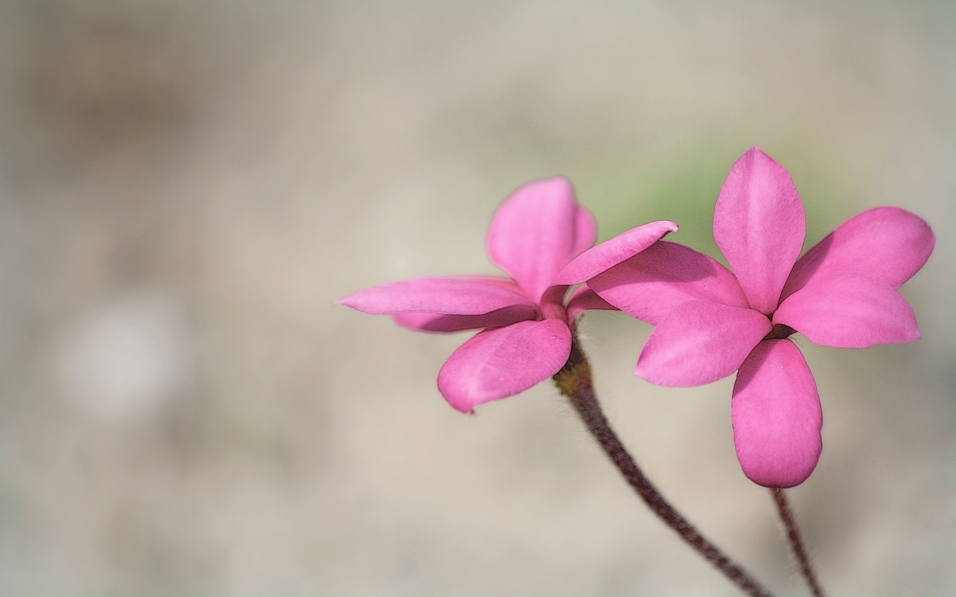 vintage nature flower flora bright leaf beautiful