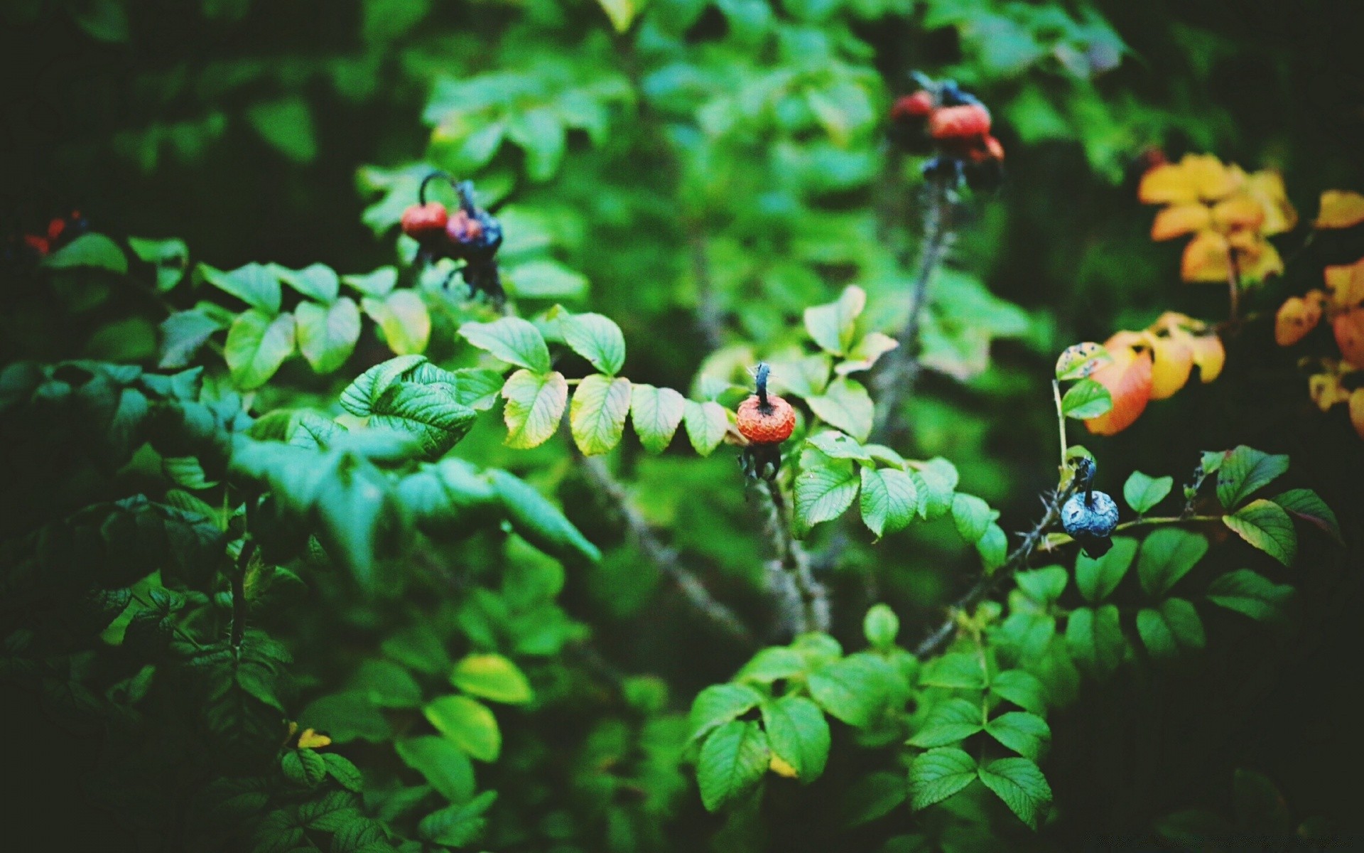 jahrgang blatt natur flora im freien baum garten sommer obst blume park farbe filiale wachstum