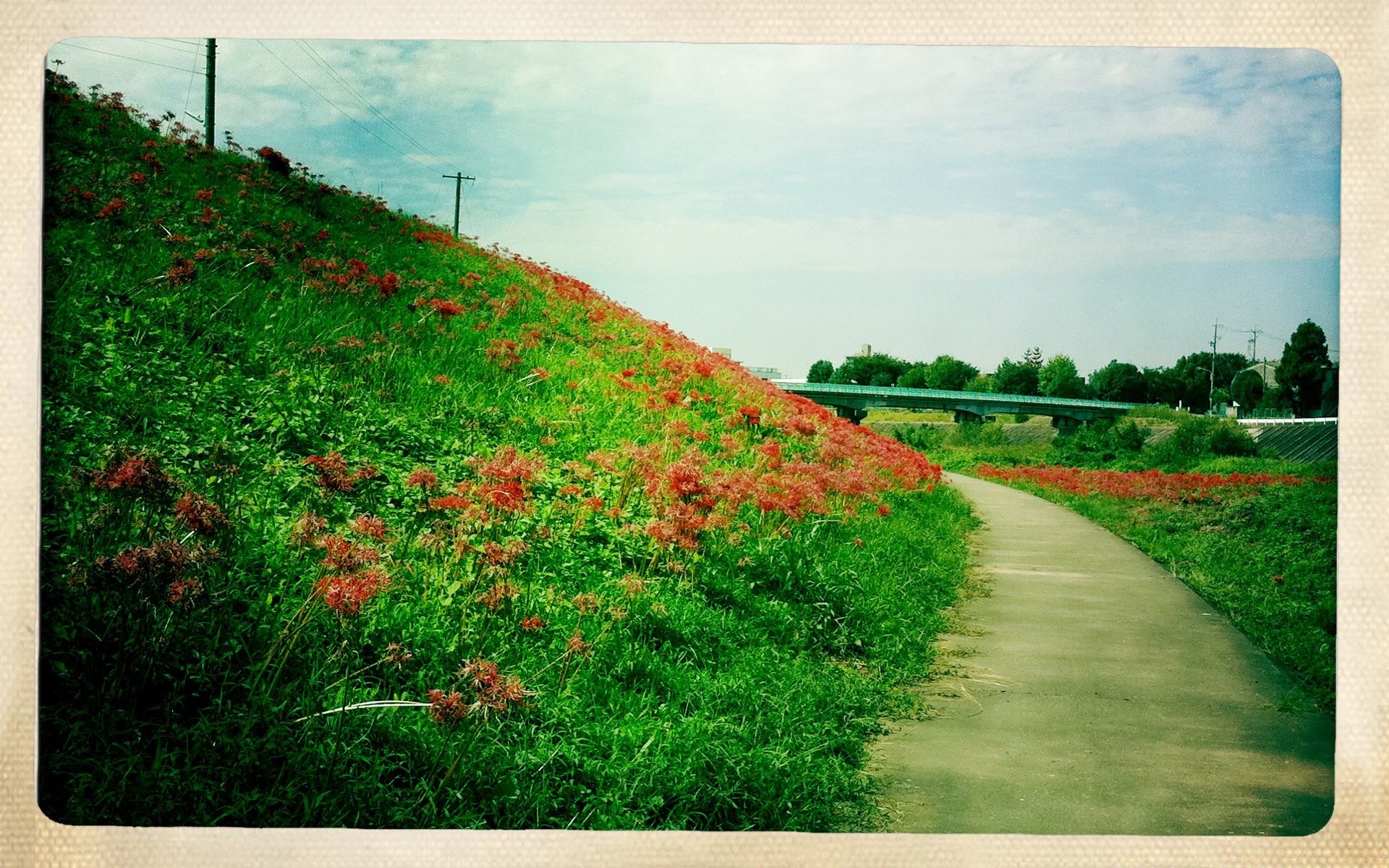 vintage paysage arbre nature champ herbe pays fleur flore rural été jardin foin campagne saison parc agriculture feuille environnement ferme