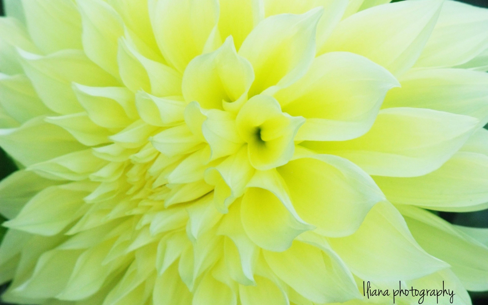 vintage natura fiore dahlia vivid flora estate foglia petalo colore delicato bella fioritura floreale giardino crescita close-up