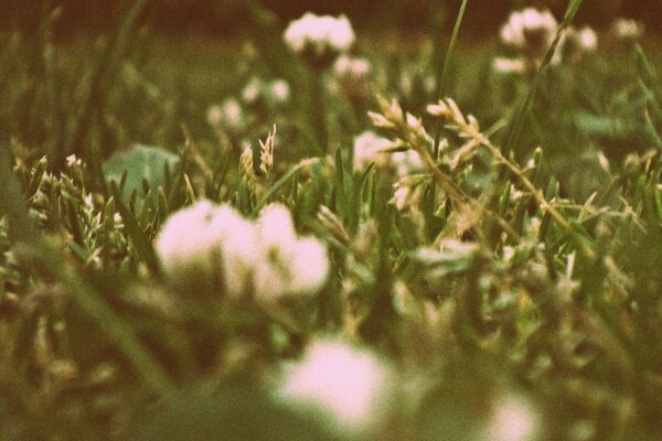 Flores y hierba en el campo