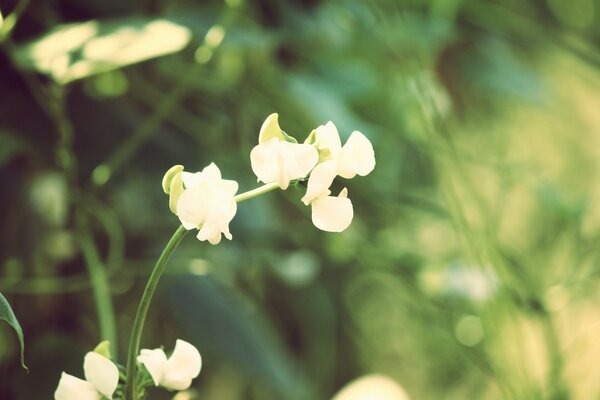 Photo de gros plan d une fleur sauvage