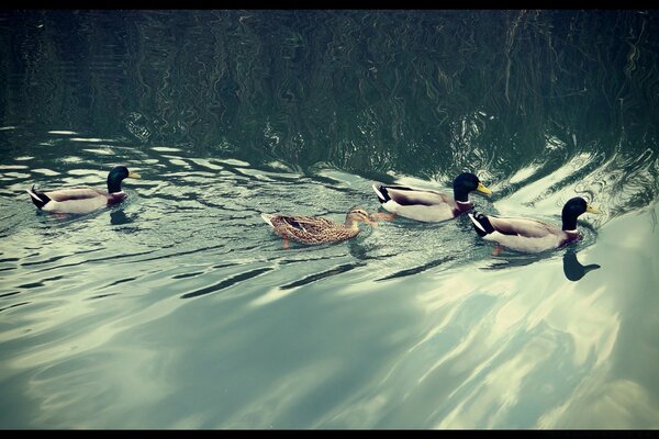 A flock of ducks swims in the pond