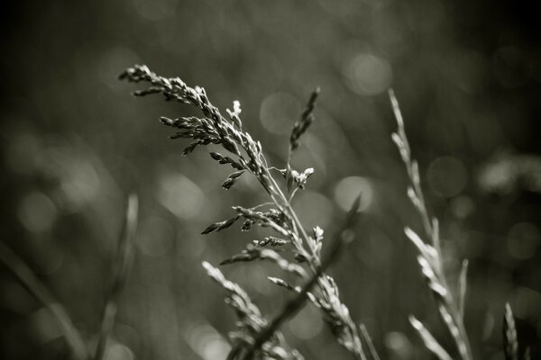 Monochrome image. Snowstorms of grass. Russian field