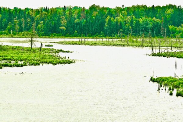 Paysage d été vert vif