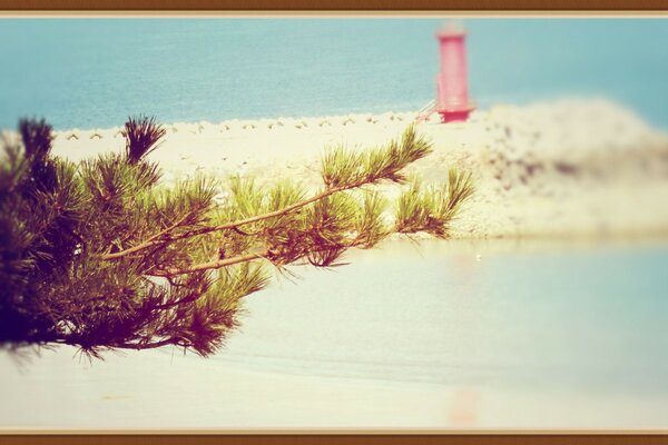 A sprig of pine on the background of the beach