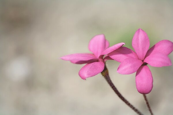 Fleur rose vif sur fond flou