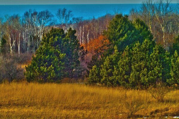 Landscape Autumn forest. Filter watercolors in the photo