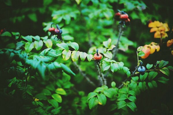 Branches of the plant in the summer