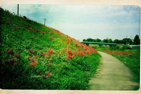 City flowers. Summer landscape