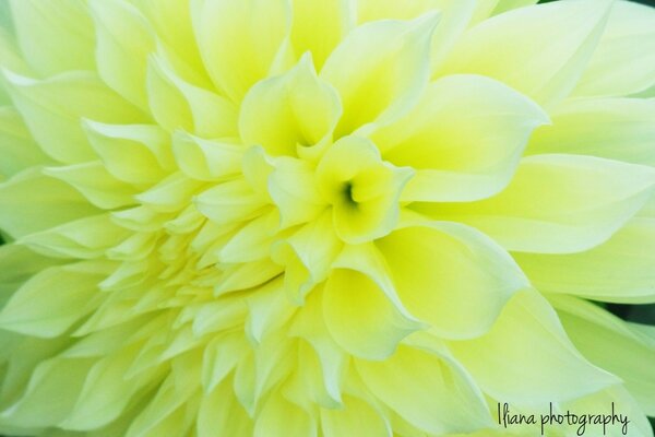 Beautiful bright yellow flower