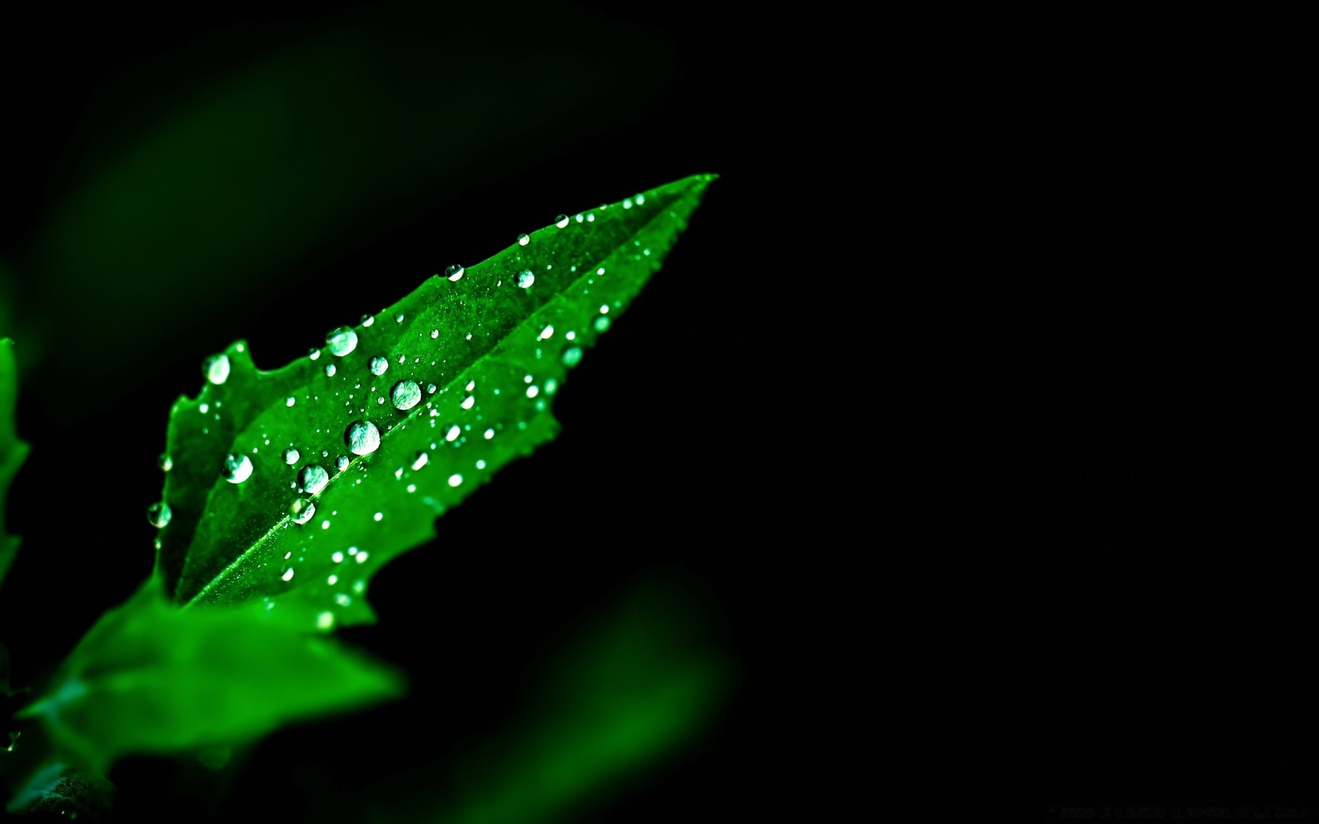 schwarz blatt regen tau natur tropfen wasser flora wachstum abstrakt sauberkeit nass licht