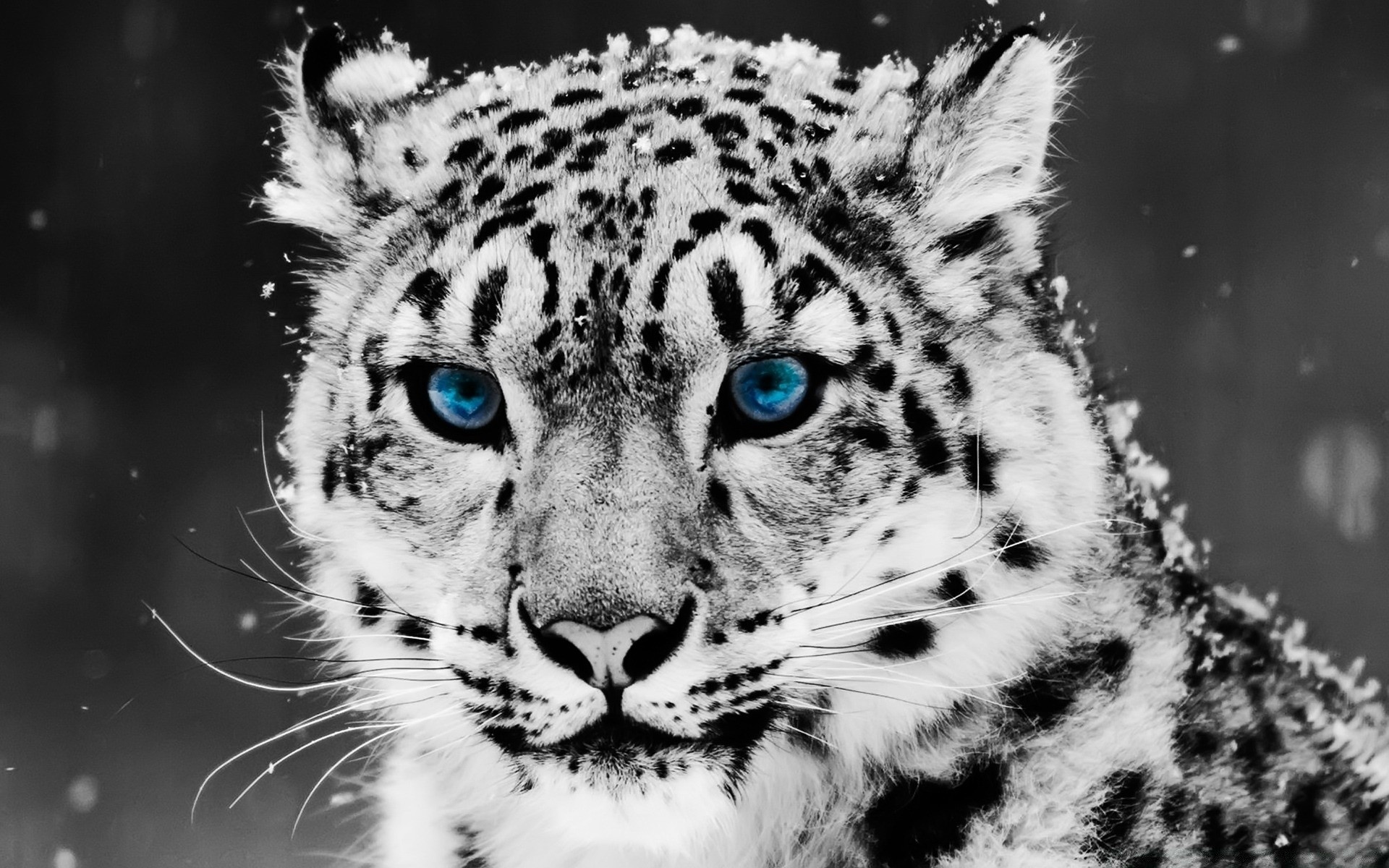 negro gato vida silvestre animal mamífero naturaleza zoológico piel depredador retrato leopardo salvaje tigre ojo