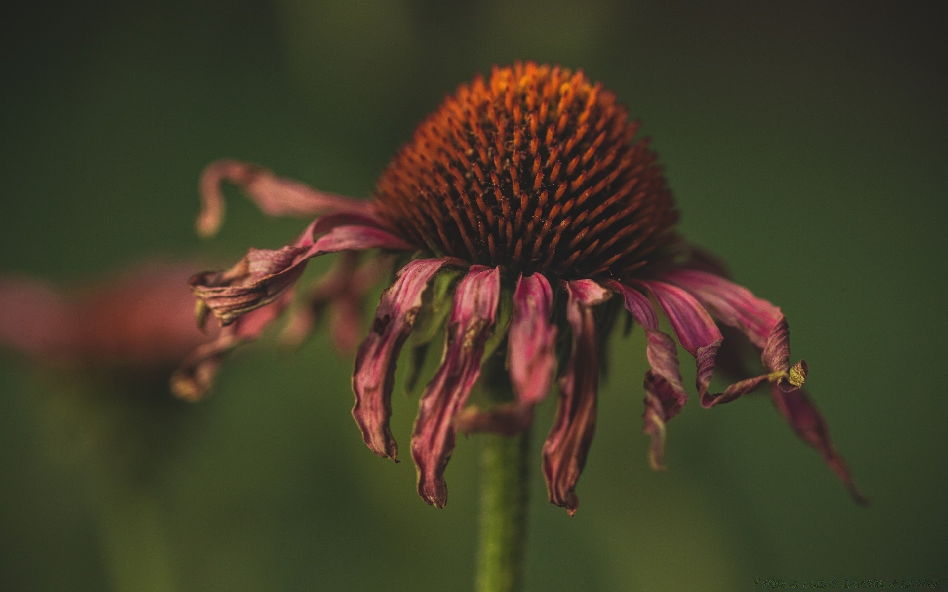 vintage fleur nature à l extérieur insecte jardin flore feuille lumière du jour