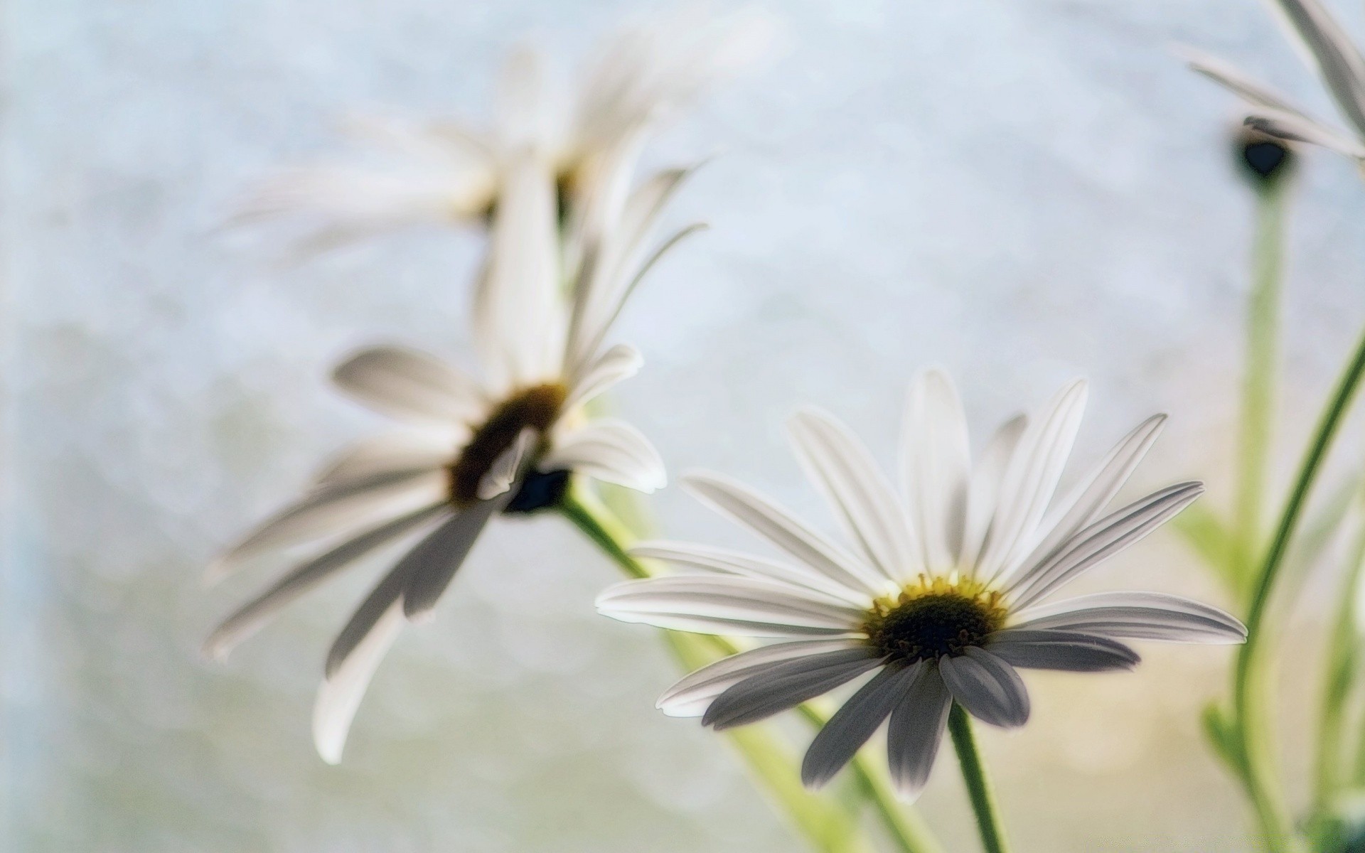 vintage natureza flor verão inseto flora abelha folha ao ar livre jardim