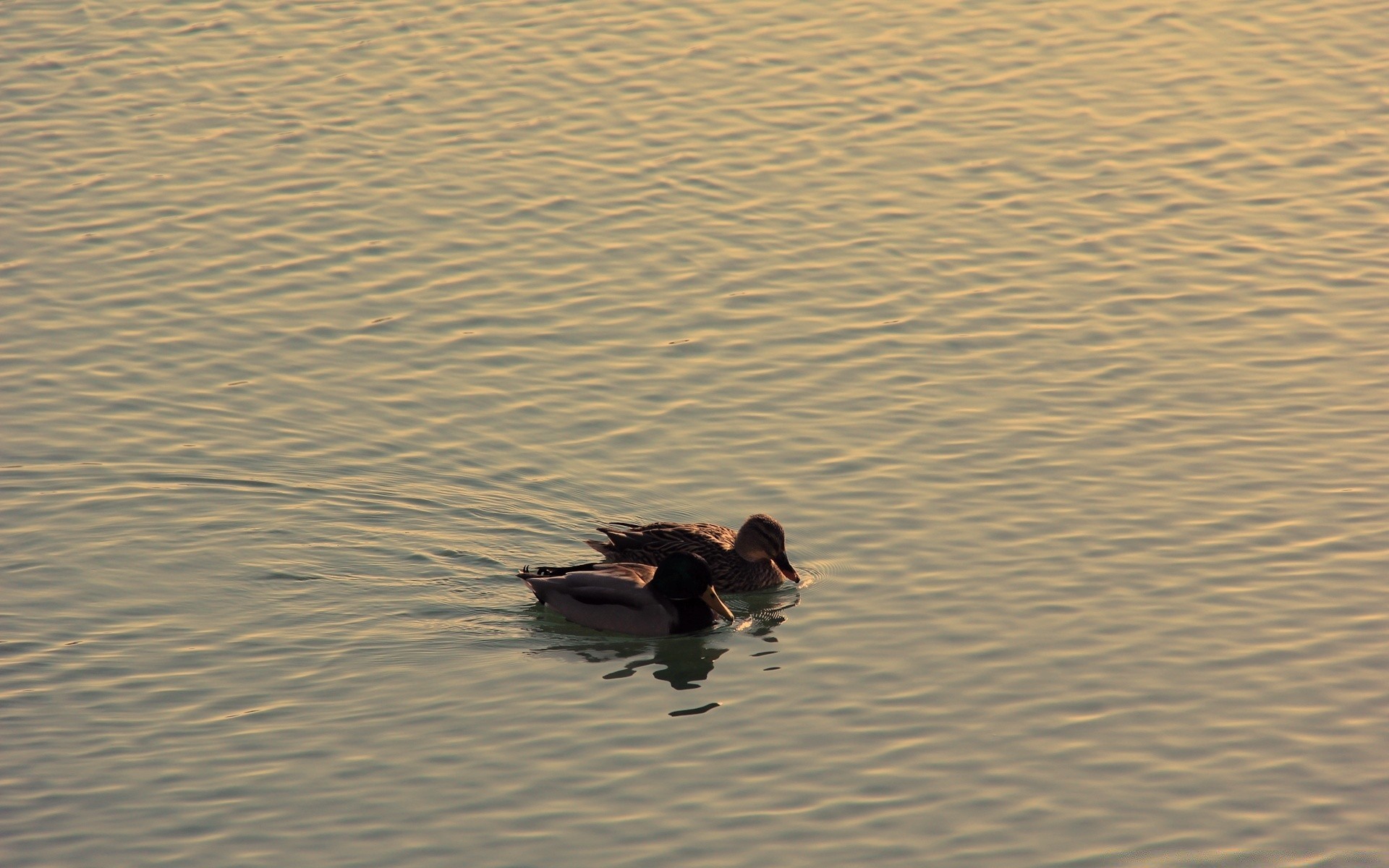 annata acqua riflessione spiaggia uccello lago anatra fiume uccelli acquatici mari oceano sabbia mare