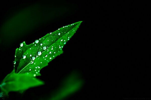 Dew on a juicy, green leaf