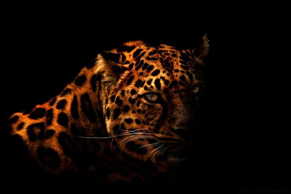 Leopard on a dark background